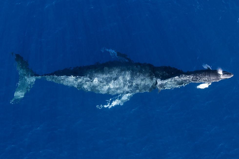 נקבת לוויתן גדול סנפיר וגור (צילום:  Anders Carlson / Drone Awards Photographer of the Year 2018)