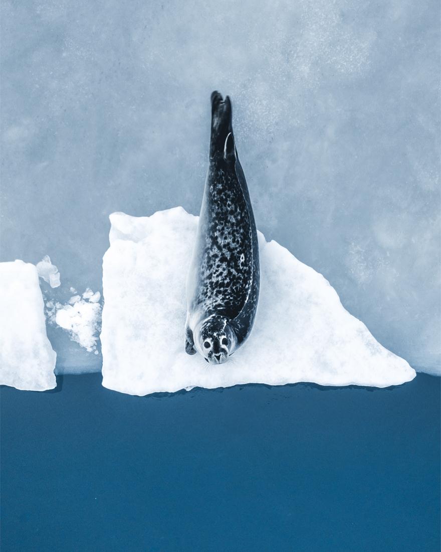 כלב ים על קרח (צילום:  Witold Ziomek / Drone Awards Photographer of the Year 2018)