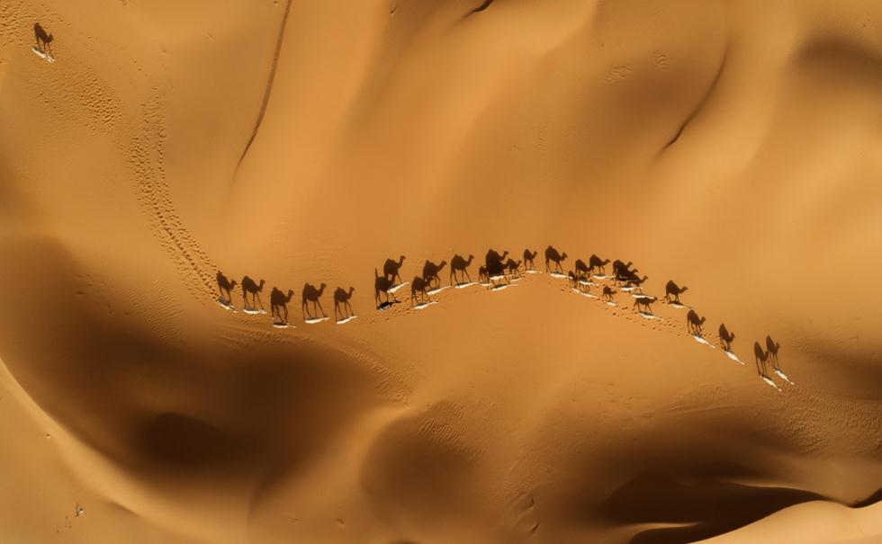 שיירת גמלים במדבר (צילום:  Hussam Alabdullatif / Drone Awards Photographer of the Year 2018)