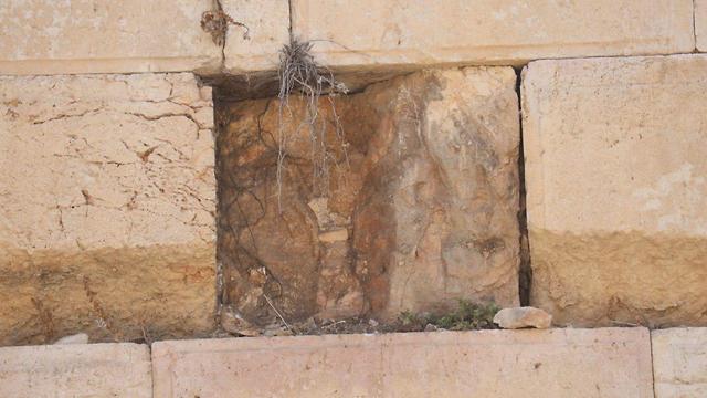 Photo: Western Wall requires inspection after stone detaches  (Photo: TPS)
