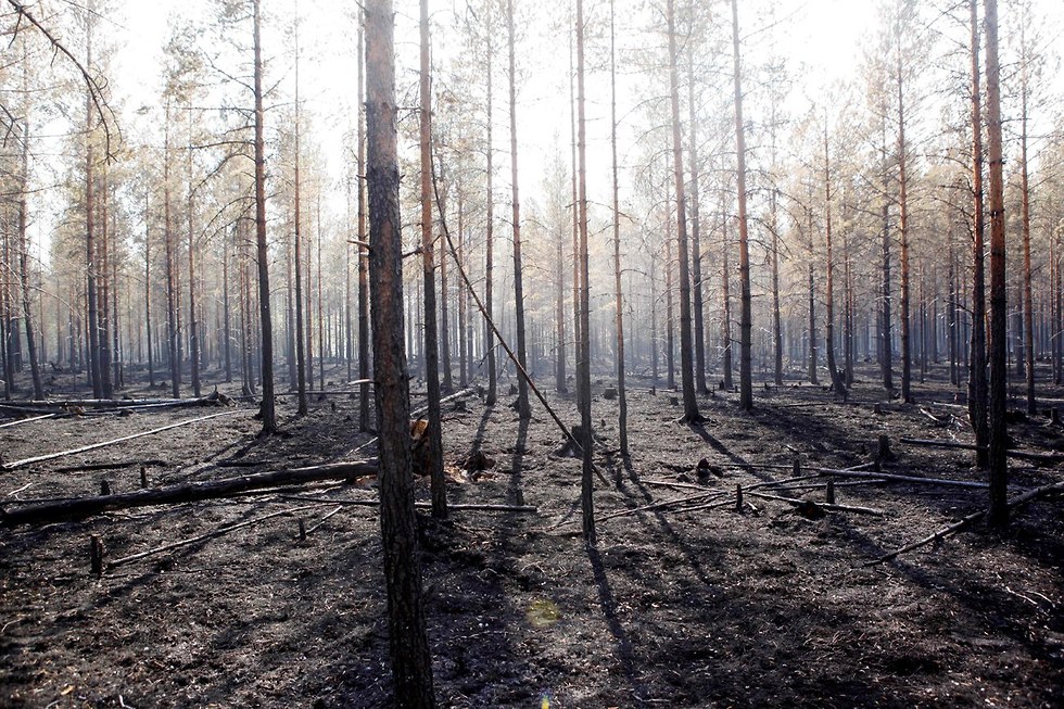 שבדיה שוודיה שריפות ענק (צילום: AFP)