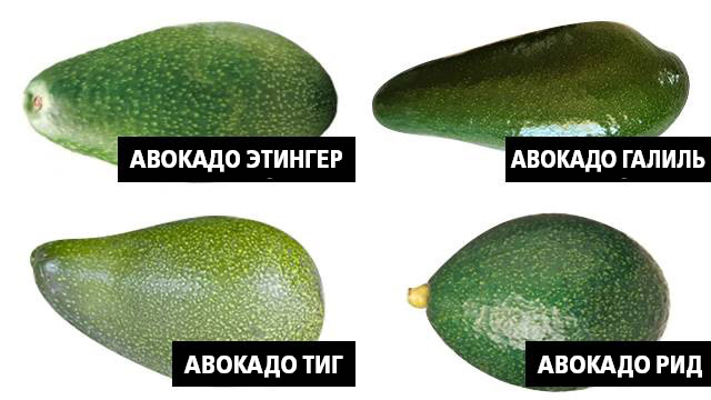 Наиболее распространенные сорта авокадо в Израиле (Ynet)