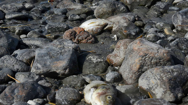 Мертвая рыба в Кинерете. Фото: Ави Шапира (Photo: Avihu Shapira)