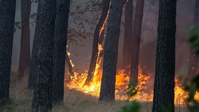 גל חום קיצוני ב אירופה שריפת יער ליד פוטסדאם גרמניה (צילום: AFP)