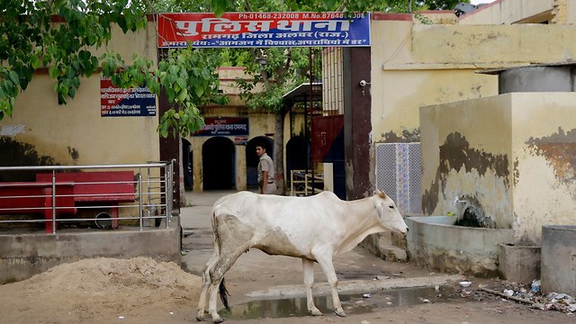 תקיפת סוחרי בקר מוסלמים בהודו (צילום: AP)