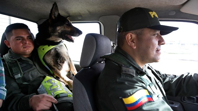 קרטל סמים ב קולומביה הציע פרס למי שיהרוג את כלבת הגישוש סומברה  (צילום: AP)