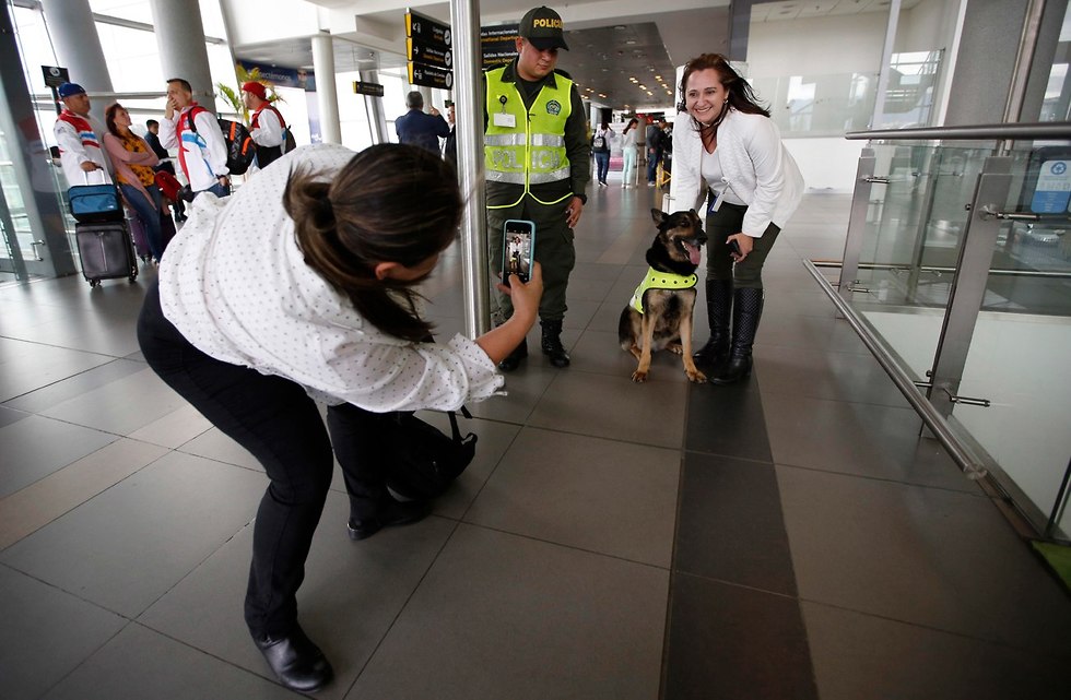 קרטל סמים ב קולומביה הציע פרס למי שיהרוג את כלבת הגישוש סומברה  (צילום: AP)