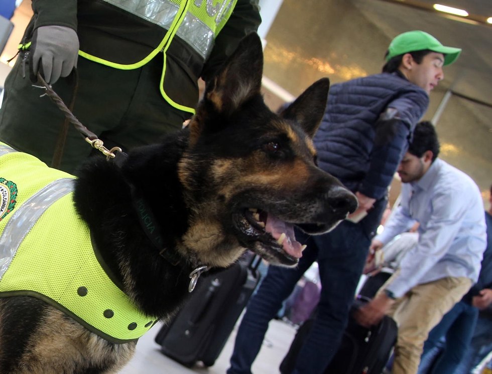 קרטל סמים ב קולומביה הציע פרס למי שיהרוג את כלבת הגישוש סומברה  (צילום: EPA)