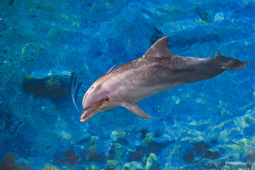 דולפין באילת (צילום: shutterstock)