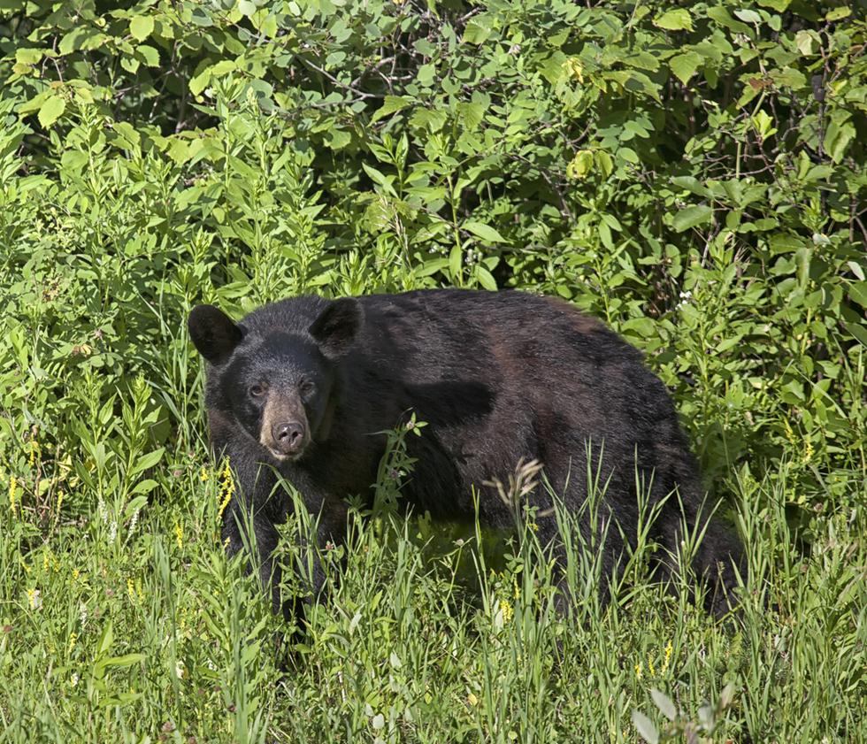 דוב שחור (צילום: shutterstock)