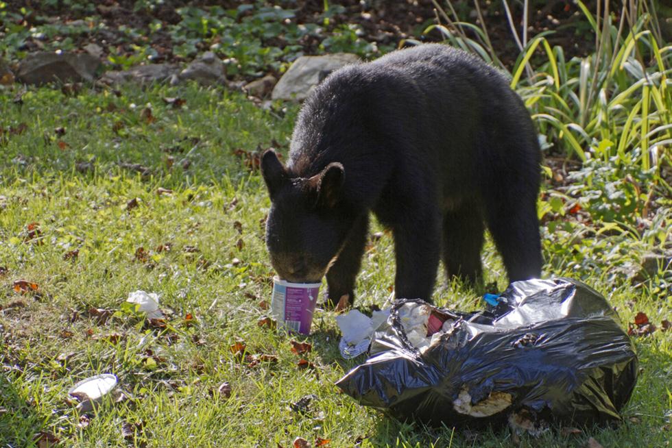 דוב שחור אוכל משקית אשפה שהשאירו מטיילים בשמורה (צילום: shutterstock)