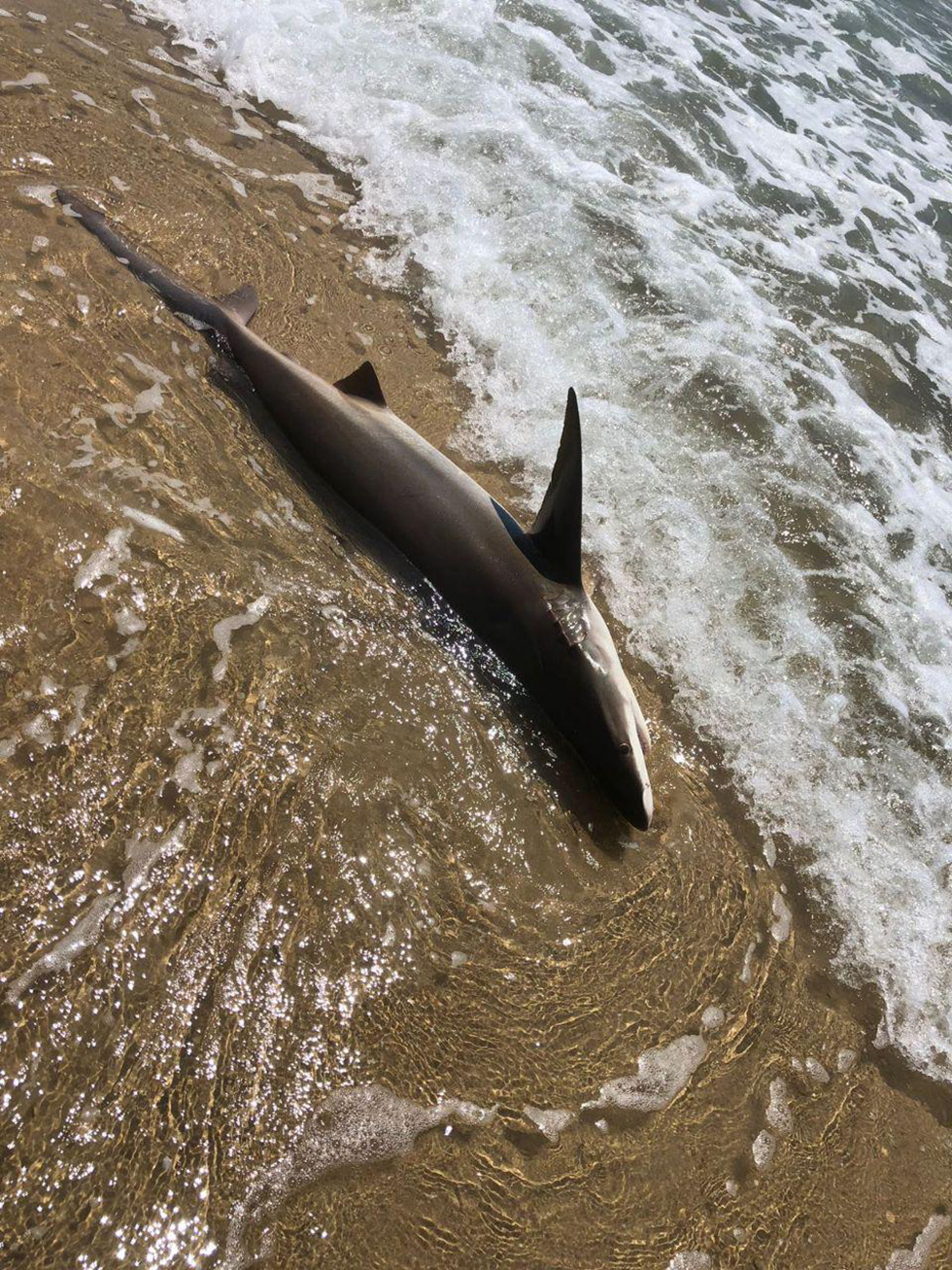 כריש מת נסחף לחוף נתניה (צילום: יניב פרדו)
