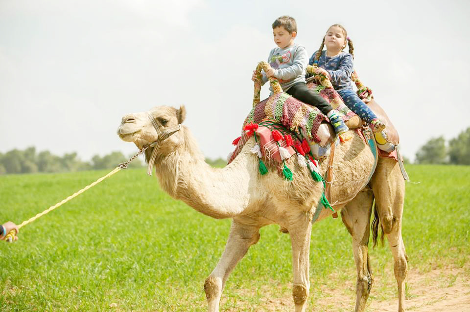 Туристы тоже могут покататься на верблюде. Фото: "Кесем ха-мидбар"