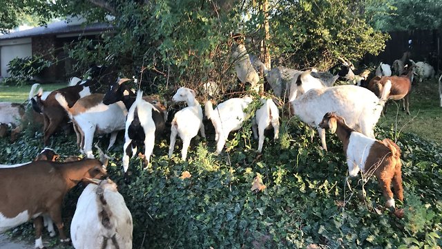 עדר עיזים בשכונת מגורים ()