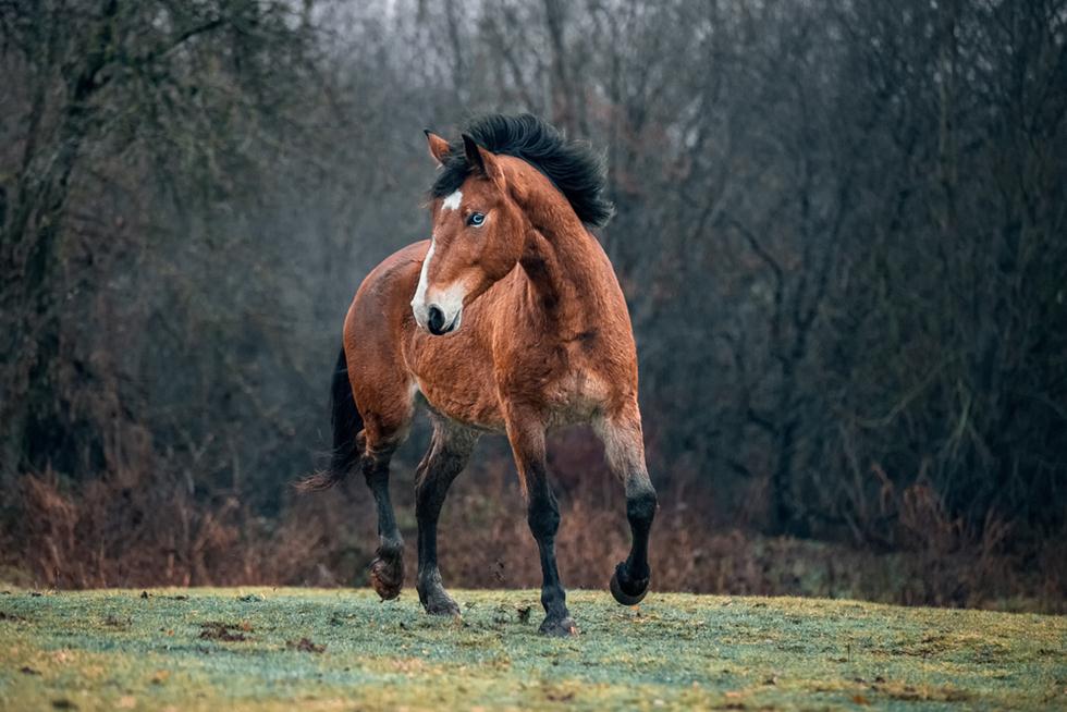 סוס מוסטנג (צילום: shutterstock)