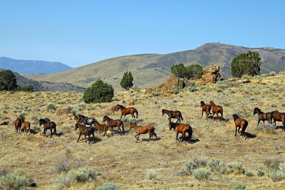 סוסי מוסטנג בארצות הברית (צילום: shutterstock)