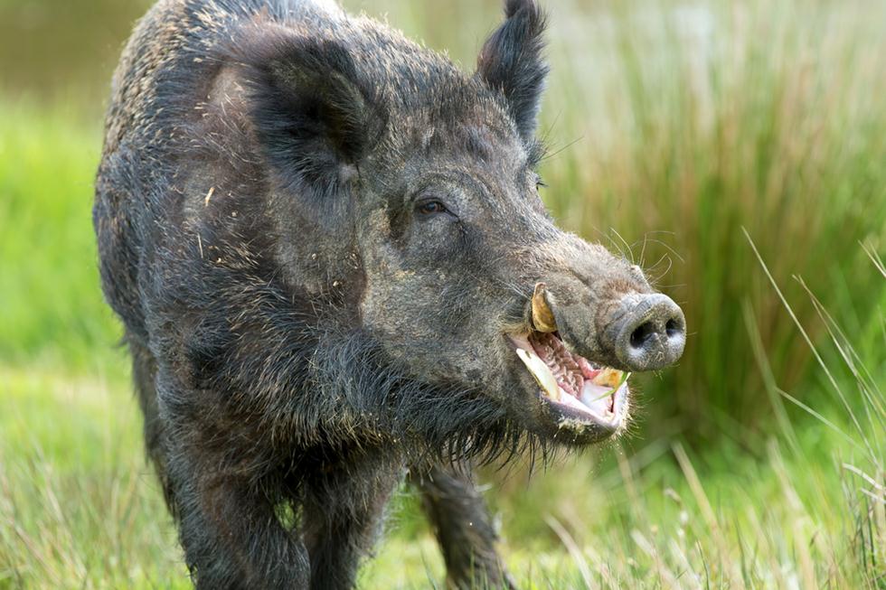 חזיר פרא (צילום: shutterstock)