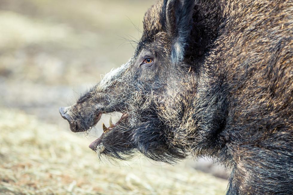  חזיר פרא (צילום: shutterstock)