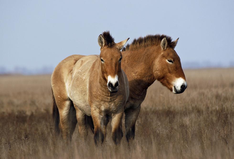 שני סוסי פז'בלסקי (צילום: shutterstock)