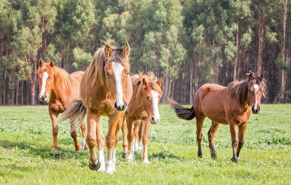 סוסי ברמבי באוסטרליה (צילום: shutterstock)