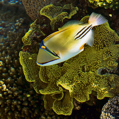 שמורת האלמוגים | צילום: דורון ניסים