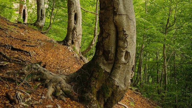 אלבניה פטריות כמהין מלחמה בתוך היער (צילום: sutterstock)