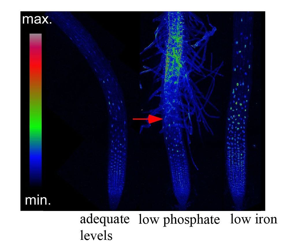 הדמייה במיקרוסקופ קונפוקאלי של שורש גדל המבטא פקטור שיעתוק מאוחה לסמן פלואוריסנטי ()