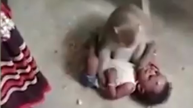 קוף חטף תינוק הודו (צילום: יוטיוב)