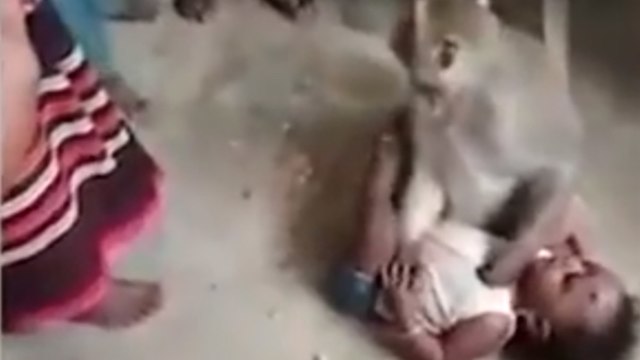 קוף חטף תינוק הודו (צילום: יוטיוב)