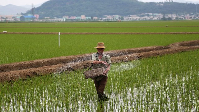 צפון קוריאה בצורת סכנת מזון (צילום: AP)