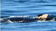 צילום: מייקל וייס, המרכז לחקר הלווייתנים