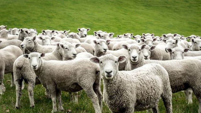 כבשים (צילום: shutterstock)