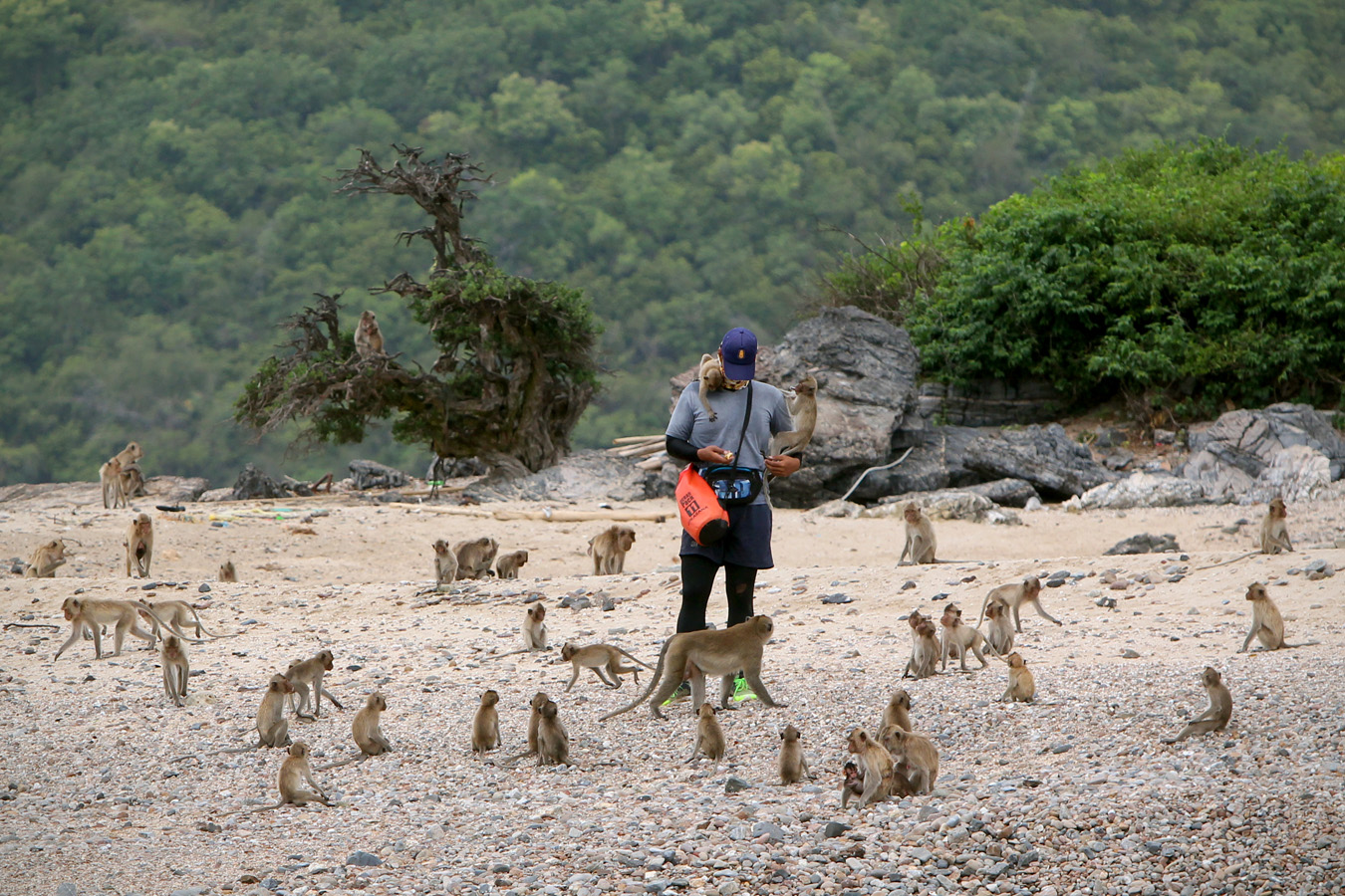 אי הקופים בפטאיה (צילום: דוד סלברמן)