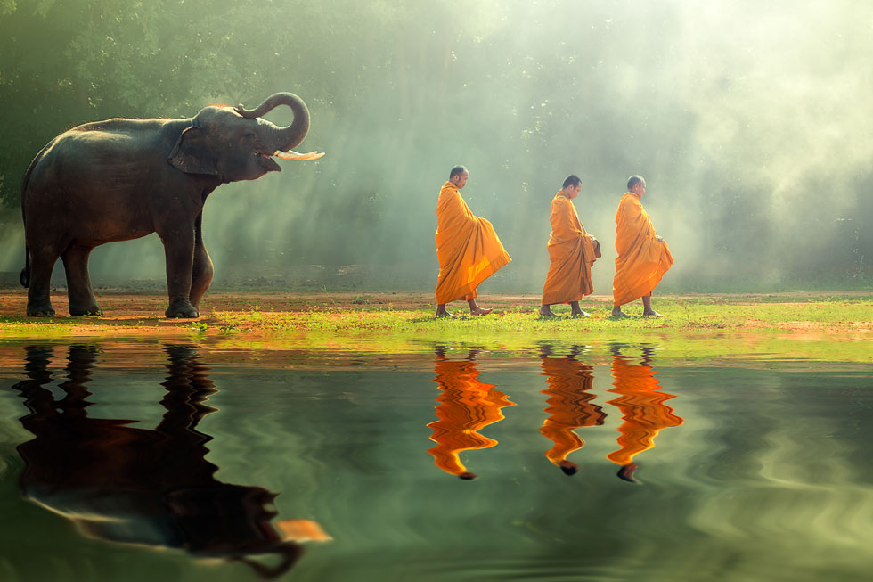  נזירים ליד פיל צעיר. אסור לרכב על פיל, בוגר או צעיר (צילום: Shutterstock)
