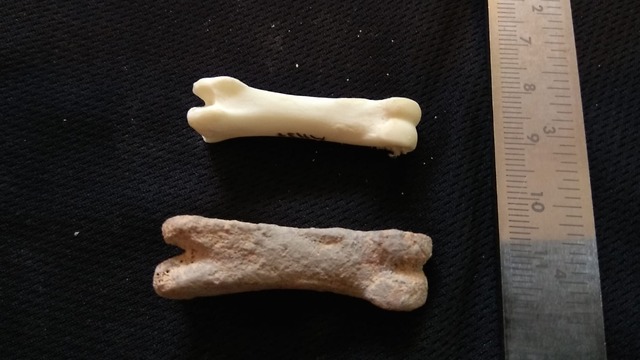 עצמות צבאים שנמצאו בשיחין (צילום: ד