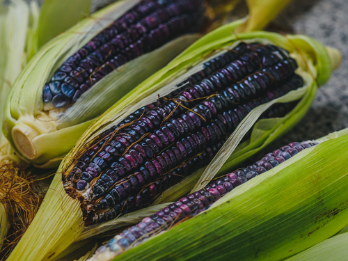 Фиолетово-красная кукуруза. Фото: shutterstock