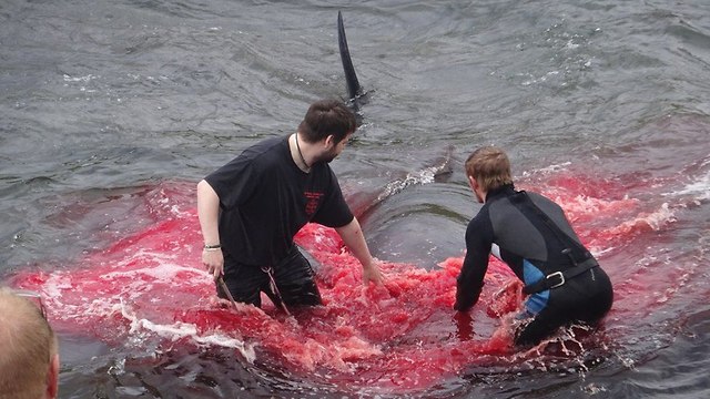 ציד לוויתן לוויתנים לווייתנים איי פארו  ()