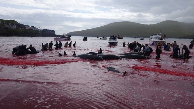 ציד לוויתן לוויתנים לווייתנים איי פארו  ()