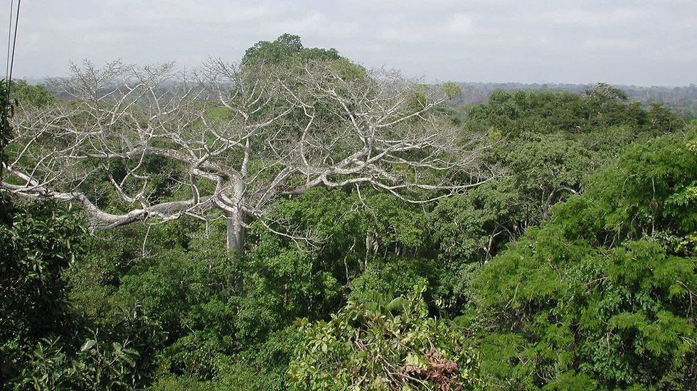 יערות הגשם באמזונס (צילום: נאס