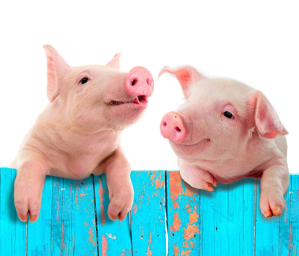 חזיר חזירים ספרד אילוסטרציה (צילום: shutterstock)