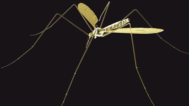 יתוש (צילום: index open)