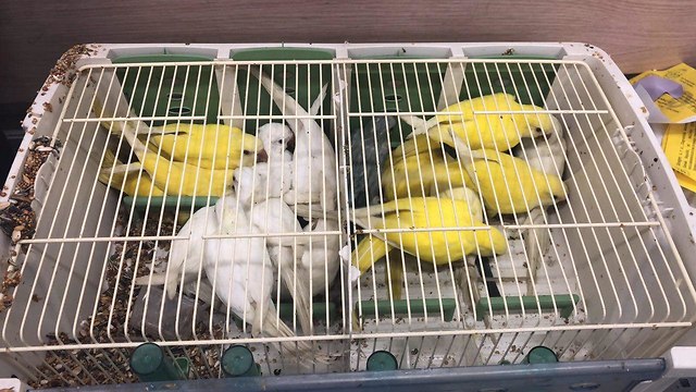 Изъятые попугаи. Фото: пресс-служба полиции