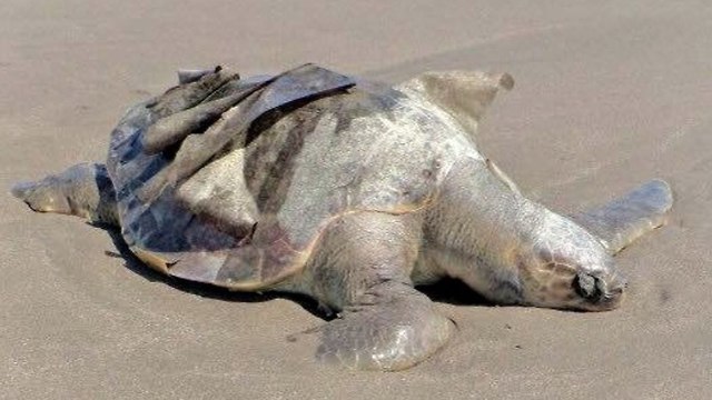 אחד מצבי הים שנמצאו מתים בשבועות האחרונים במקסיקו ()