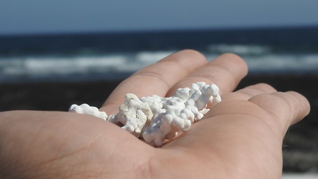 סלעים בצורת פופקורן חוף ים האיים הקנריים  (צילום: shutterstock)