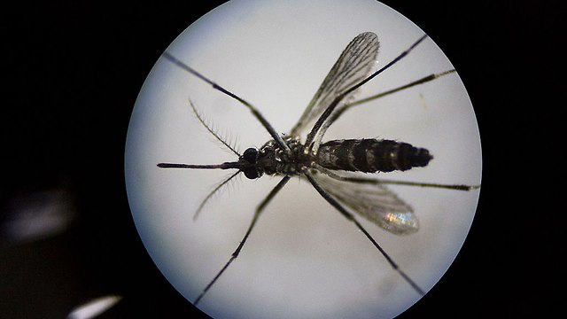 אילוס אילוסטרציה יתוש קדחת הנילוס (צילום: gettyimages)