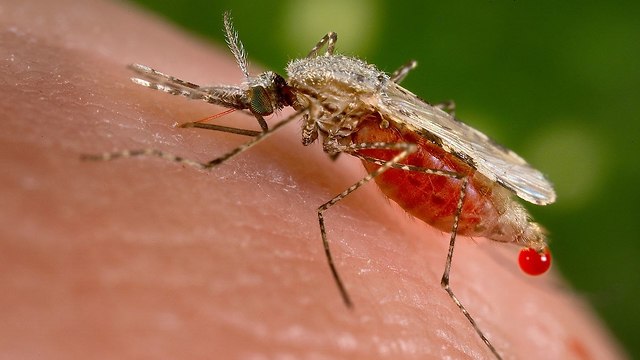 אילוס אילוסטרציה יתוש קדחת הנילוס (צילום: ויקיפדיה)