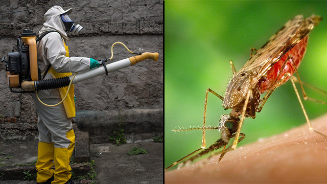 יתוש קדחת הנילוס (צילום: ויקיפדיה)