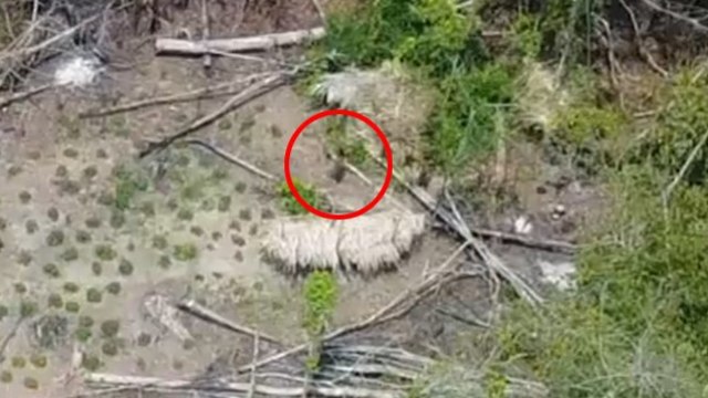 שבט מבודד נחשף ביערות האמזונס בברזיל (צילום: ABC news)
