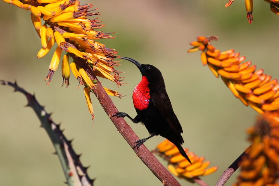 הגן הבוטני בקייפטאון. פרחים מרהיבים מלווים בציפורים מרהיבות לא פחות (צילום: Shutterstock)