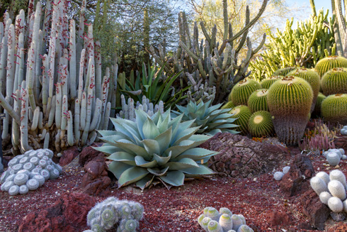 יותר מ-3000 מינים של צמחים (צילום: Shutterstock)